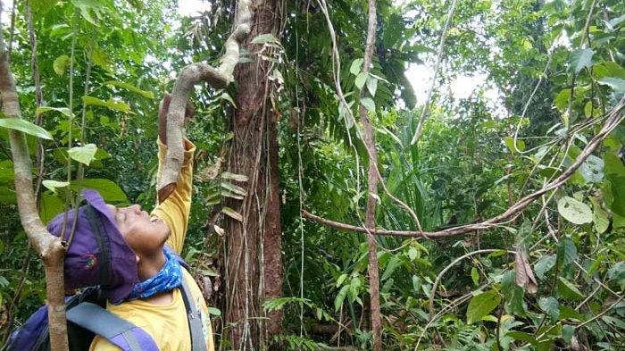 Detail Pohon Bajakah Kalimantan Gambar Nomer 15