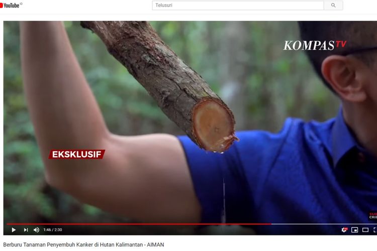 Detail Pohon Bajakah Kalimantan Gambar Nomer 24