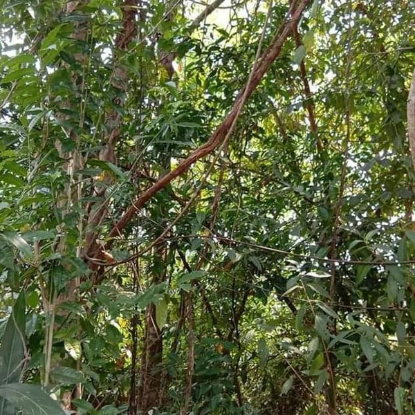 Detail Pohon Bajakah Kalimantan Gambar Nomer 27