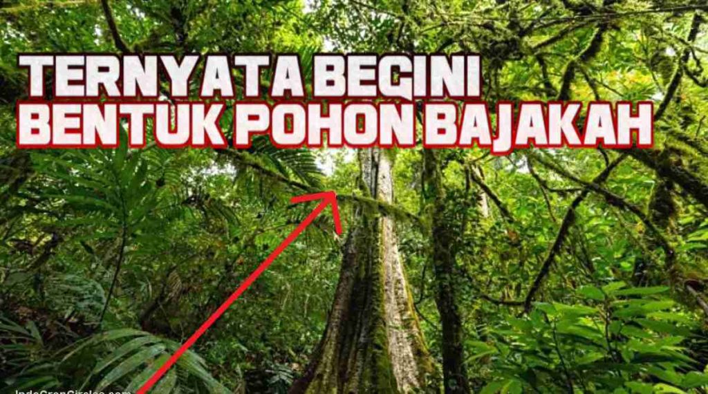 Detail Pohon Bajakah Kalimantan Gambar Nomer 39