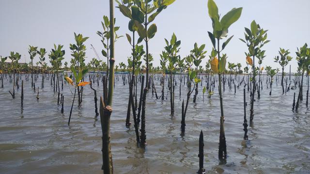 Detail Pohon Bakau Di Pantai Nomer 32