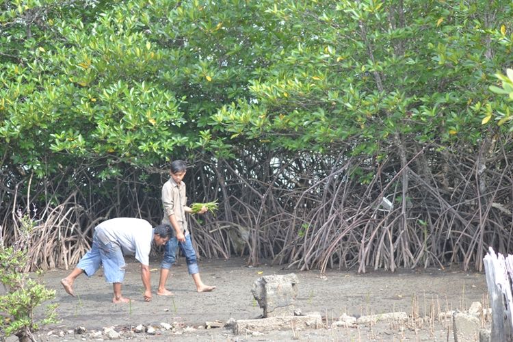 Detail Pohon Bakau Di Pantai Nomer 34