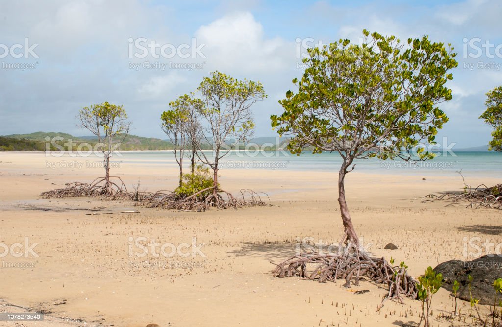 Detail Pohon Bakau Di Pantai Nomer 37