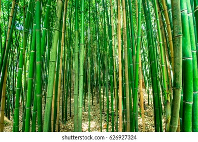 Detail Pohon Bambu Cina Nomer 19