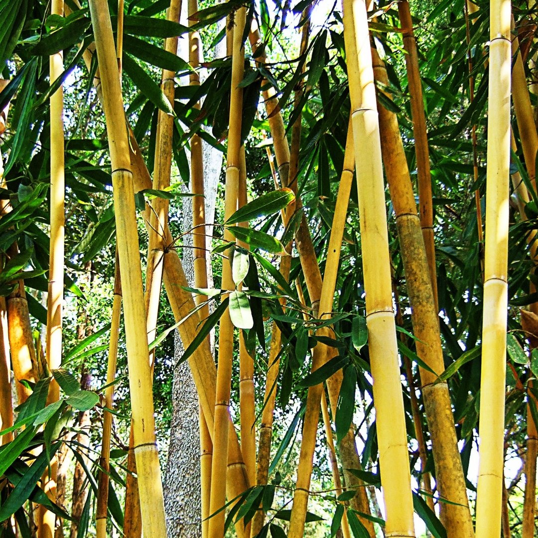 Detail Pohon Bambu Cina Nomer 34