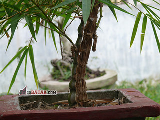 Detail Pohon Bambu Cina Nomer 7