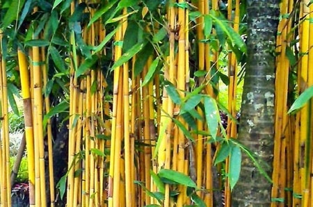Detail Pohon Bambu Kecil Nomer 25