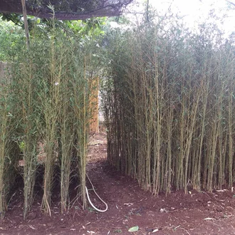 Detail Pohon Bambu Kecil Nomer 33