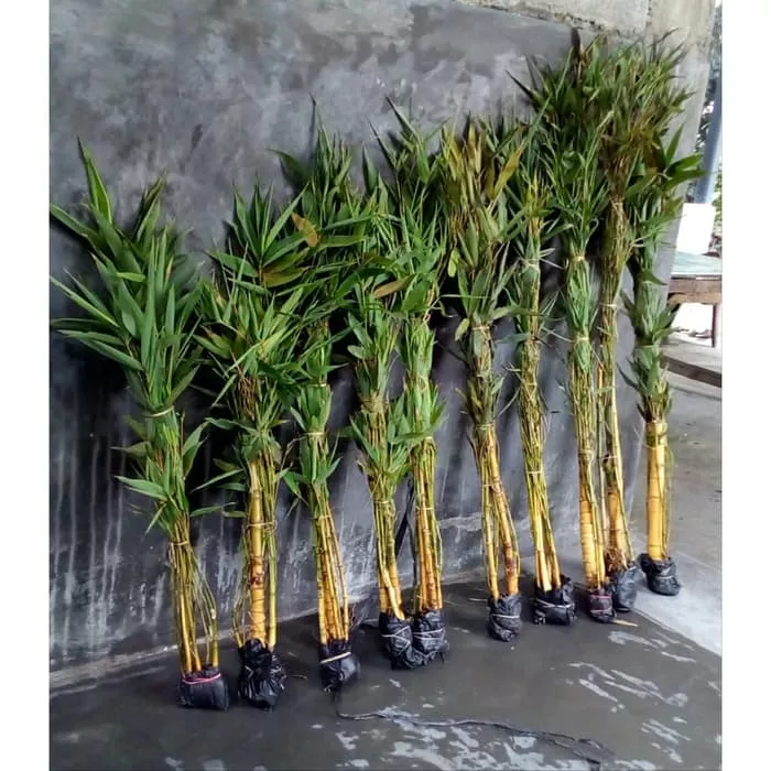 Detail Pohon Bambu Kecil Nomer 9