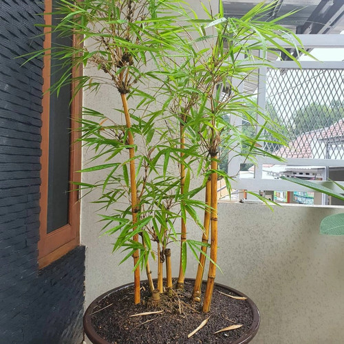 Pohon Bambu Kuning Hias - KibrisPDR