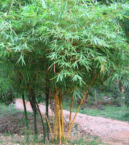Detail Pohon Bambu Kuning Hias Nomer 14