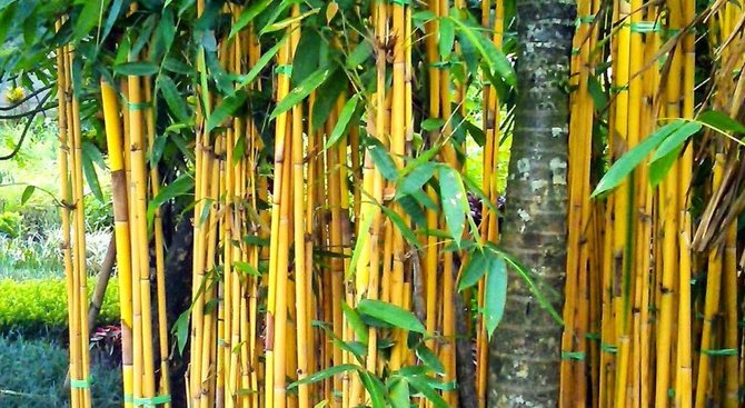 Detail Pohon Bambu Kuning Hias Nomer 15