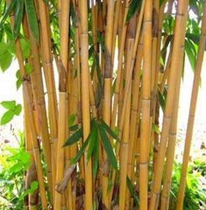 Detail Pohon Bambu Kuning Hias Nomer 16