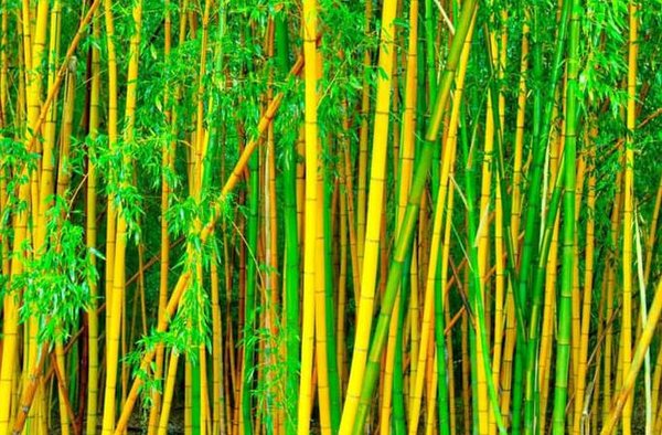 Detail Pohon Bambu Kuning Hias Nomer 27