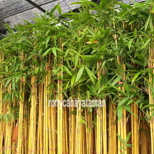 Detail Pohon Bambu Kuning Hias Nomer 29