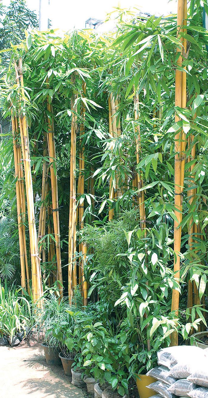 Detail Pohon Bambu Kuning Hias Nomer 31