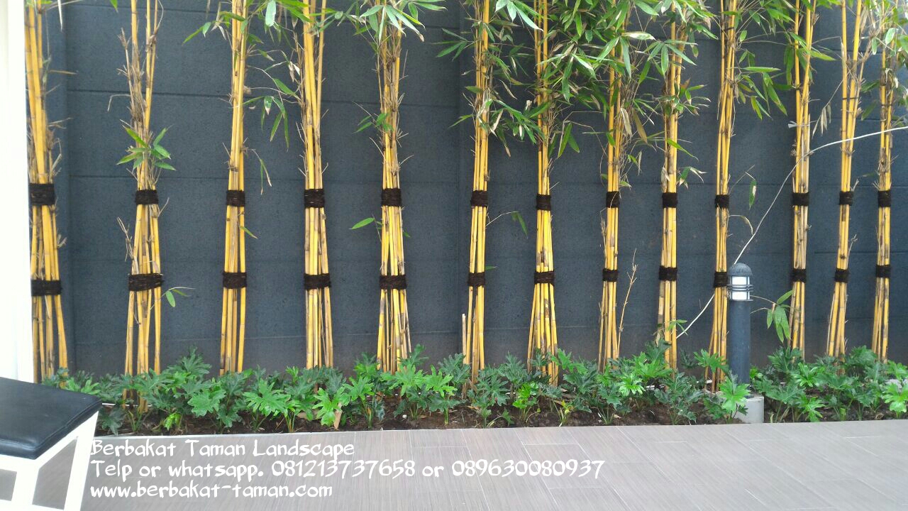 Detail Pohon Bambu Kuning Hias Nomer 32