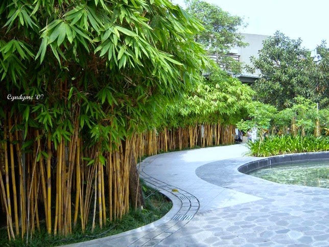 Detail Pohon Bambu Kuning Hias Nomer 34
