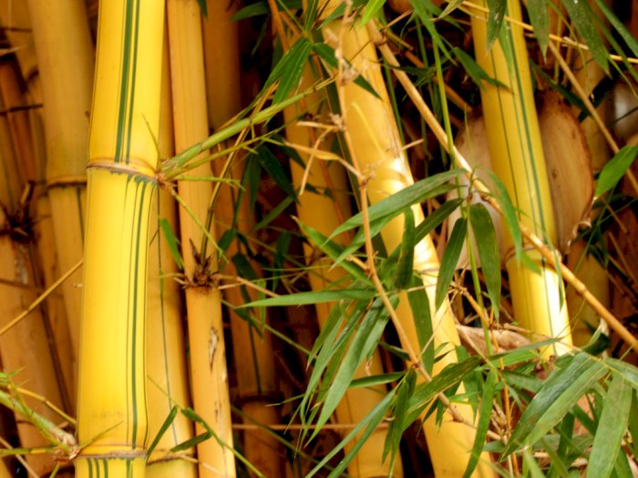 Detail Pohon Bambu Kuning Hias Nomer 35