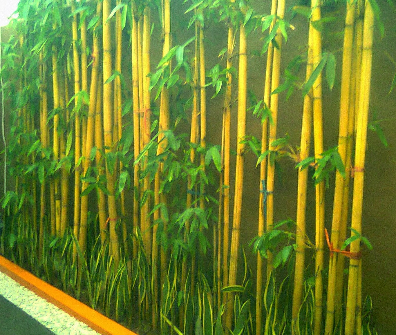 Detail Pohon Bambu Kuning Hias Nomer 38
