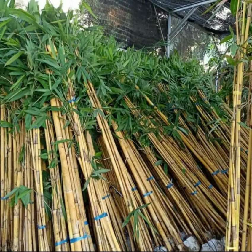 Detail Pohon Bambu Kuning Hias Nomer 40