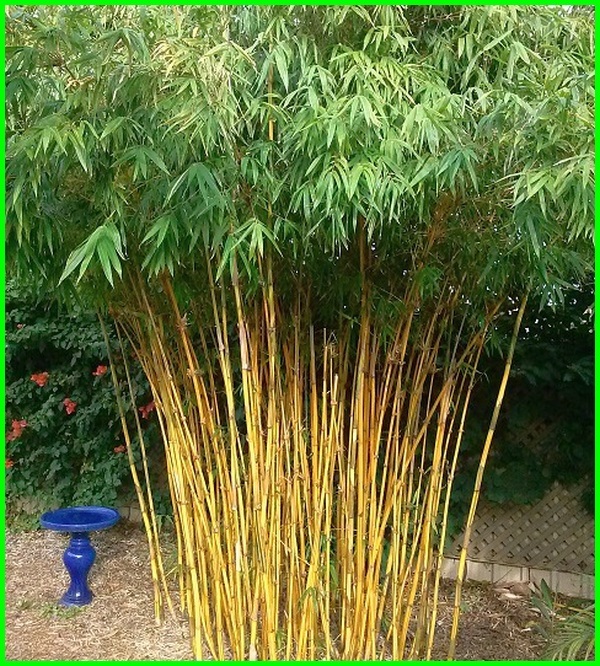 Detail Pohon Bambu Kuning Hias Nomer 41