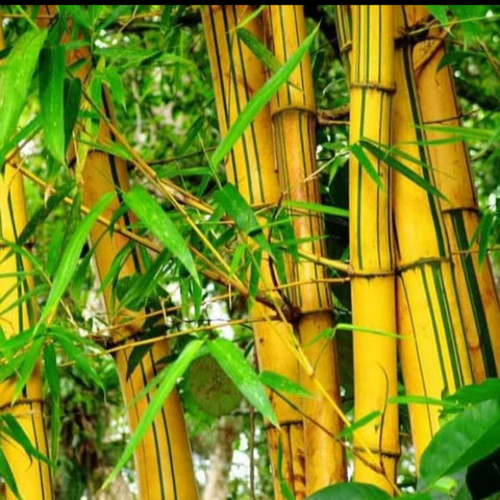 Detail Pohon Bambu Kuning Hias Nomer 44