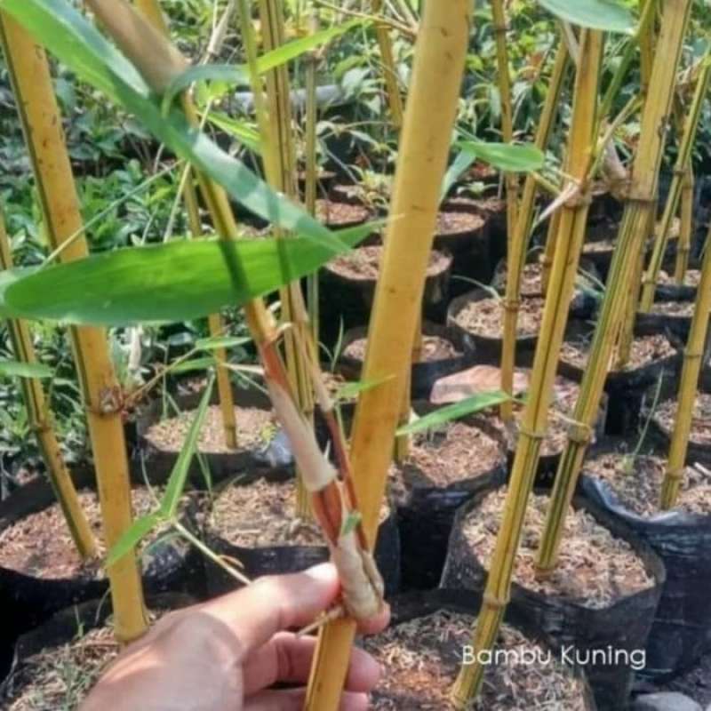 Detail Pohon Bambu Kuning Hias Nomer 45
