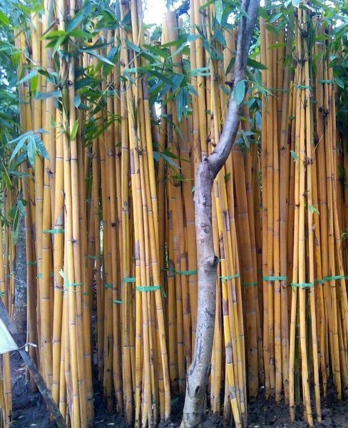 Detail Pohon Bambu Kuning Hias Nomer 47
