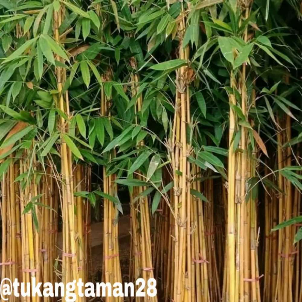 Detail Pohon Bambu Kuning Hias Nomer 48