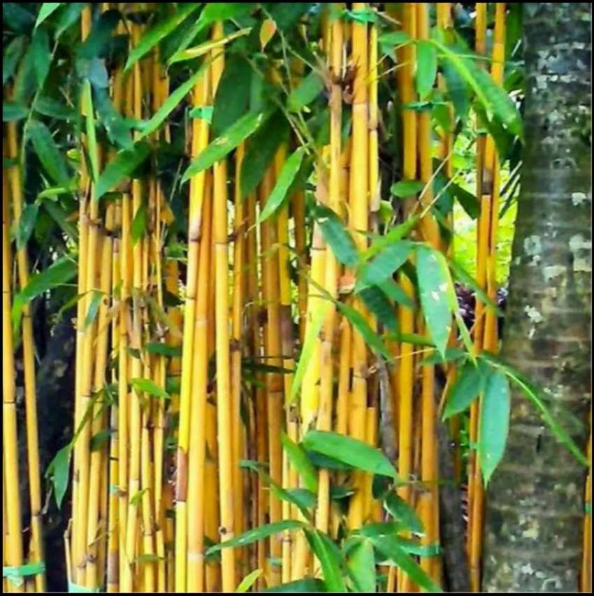Detail Pohon Bambu Kuning Hias Nomer 50