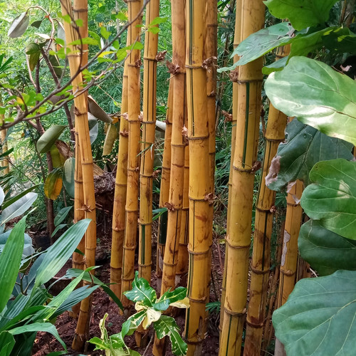 Detail Pohon Bambu Kuning Hias Nomer 51
