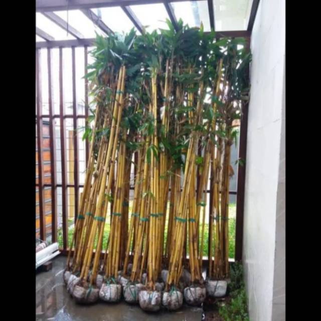 Detail Pohon Bambu Kuning Hias Nomer 55