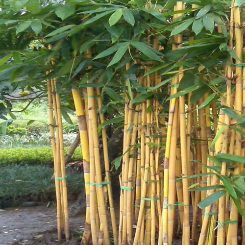Detail Pohon Bambu Kuning Hias Nomer 57