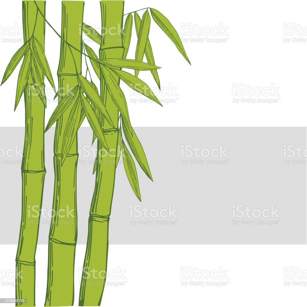Detail Pohon Bambu Vector Nomer 11