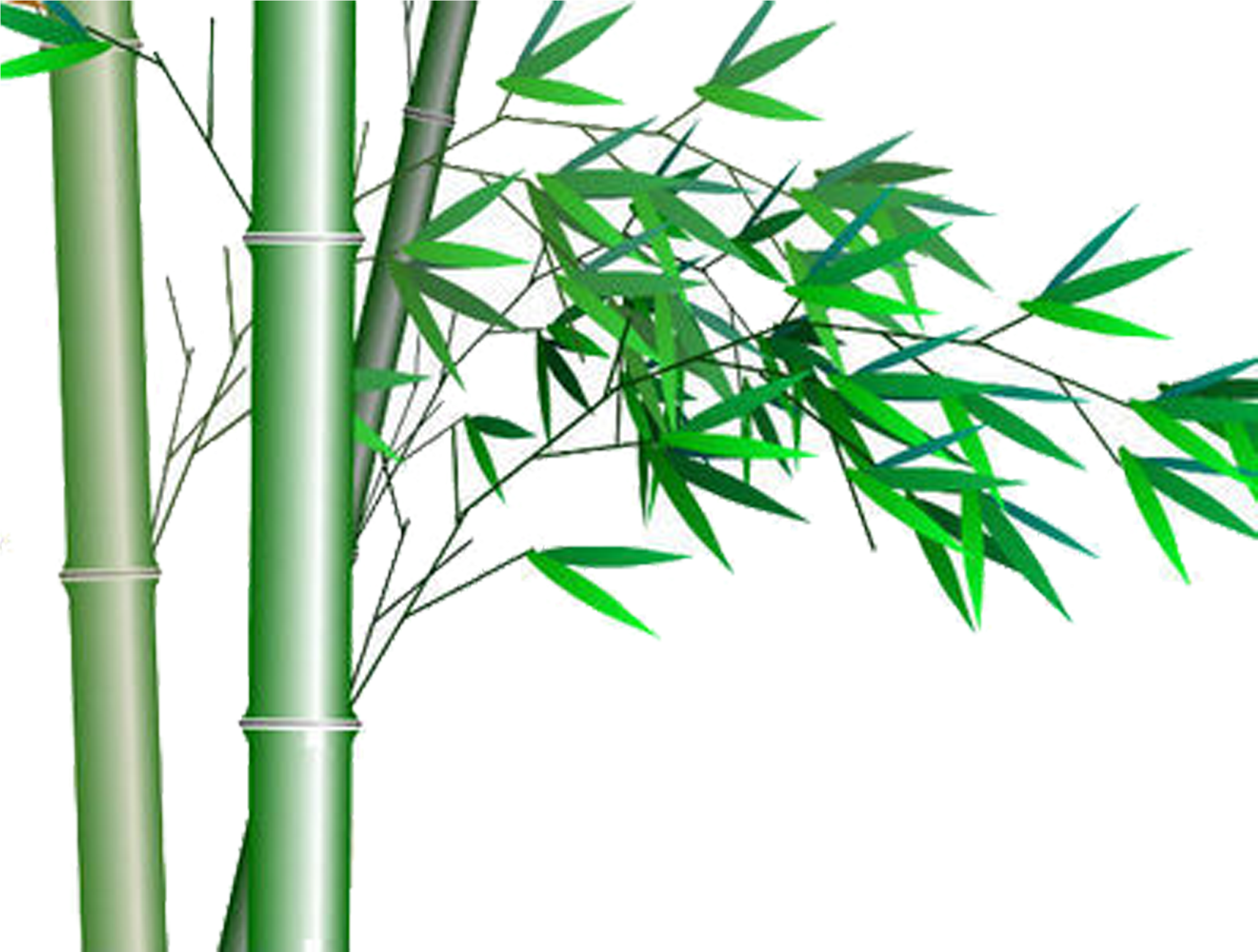 Detail Pohon Bambu Vector Nomer 24