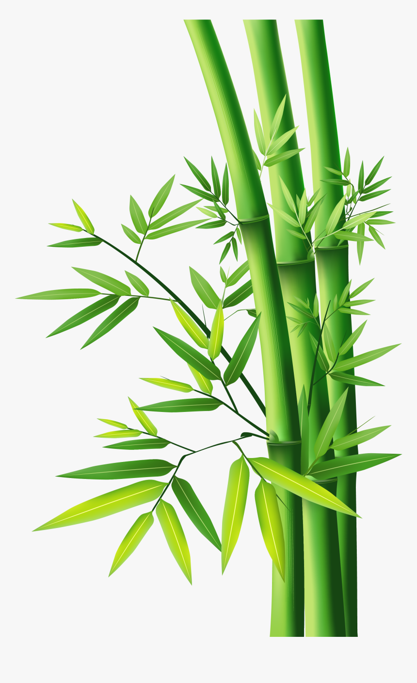 Detail Pohon Bambu Vector Nomer 35