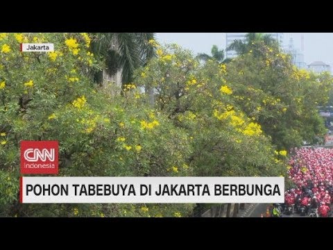 Detail Pohon Berbunga Di Indonesia Nomer 47