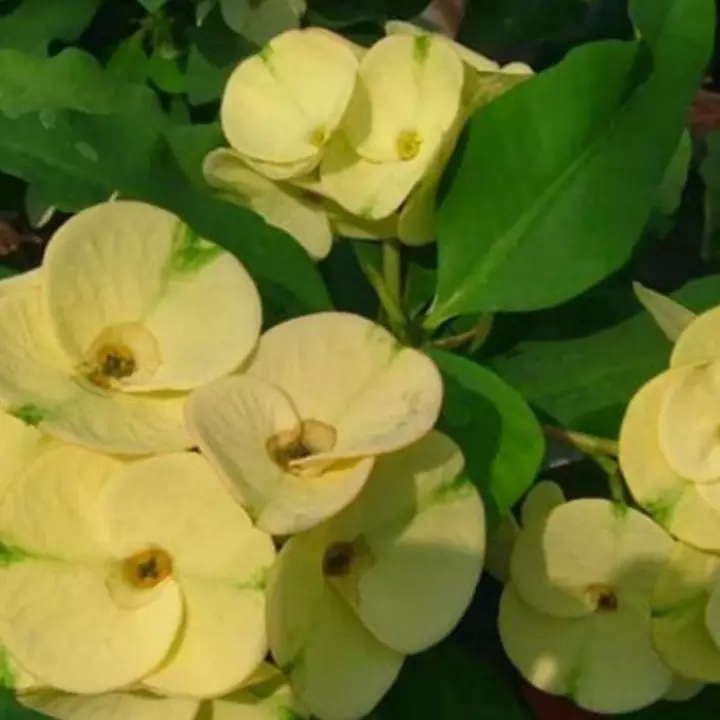 Detail Pohon Berbunga Kuning Nomer 29