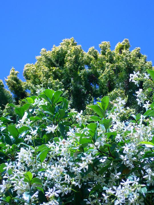 Detail Pohon Berbunga Putih Nomer 17