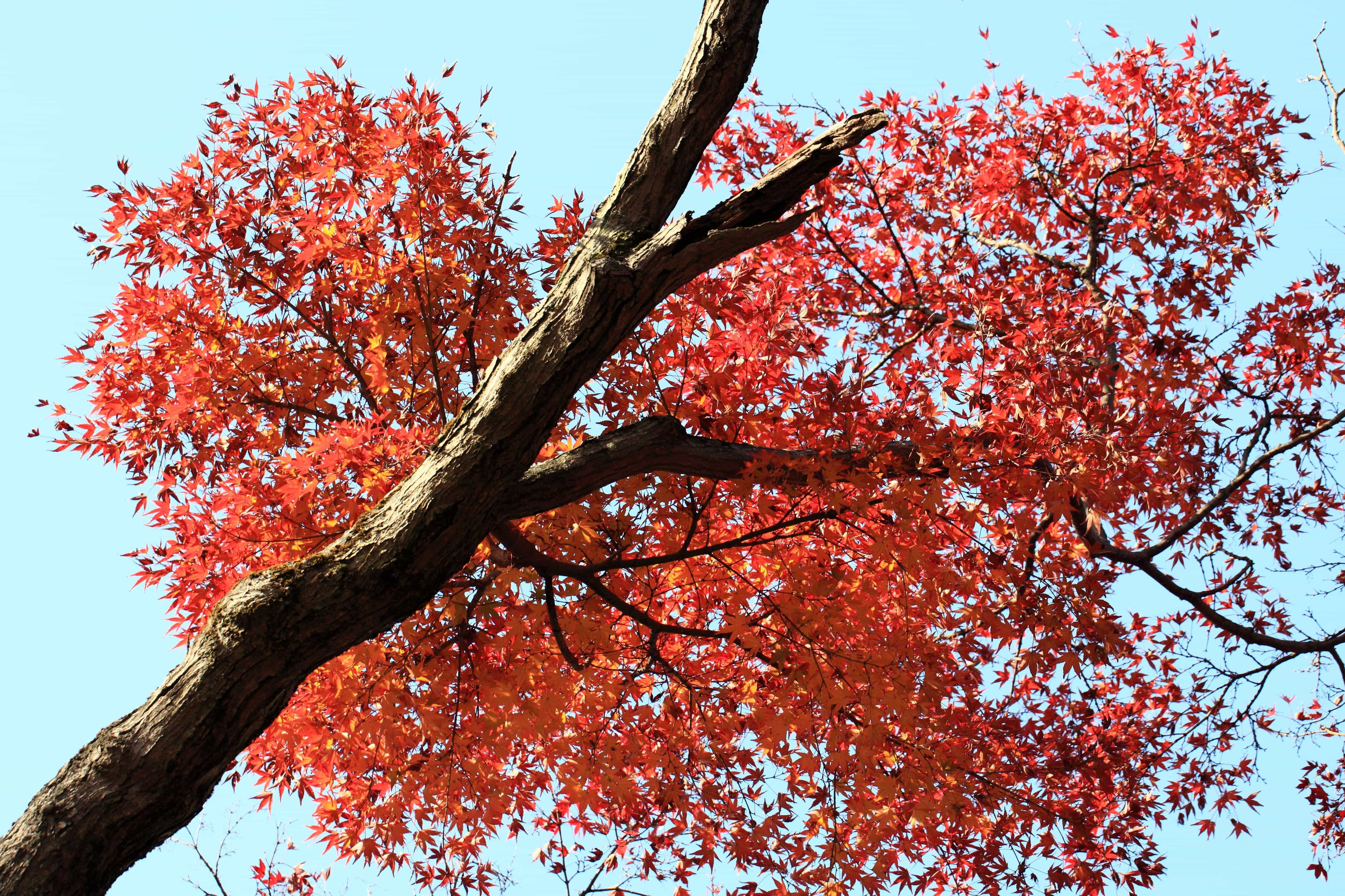 Detail Pohon Berdaun Merah Nomer 31
