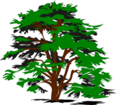 Detail Pohon Beringin Vector Png Nomer 22