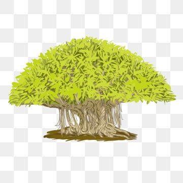 Detail Pohon Beringin Vector Png Nomer 28