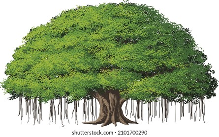 Detail Pohon Beringin Vector Png Nomer 31