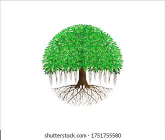 Detail Pohon Beringin Vector Png Nomer 35