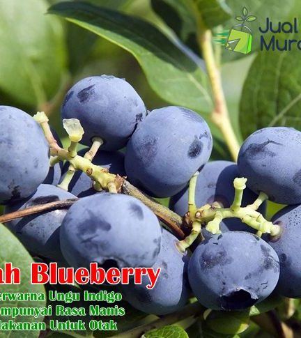 Detail Pohon Blueberry Di Indonesia Nomer 37