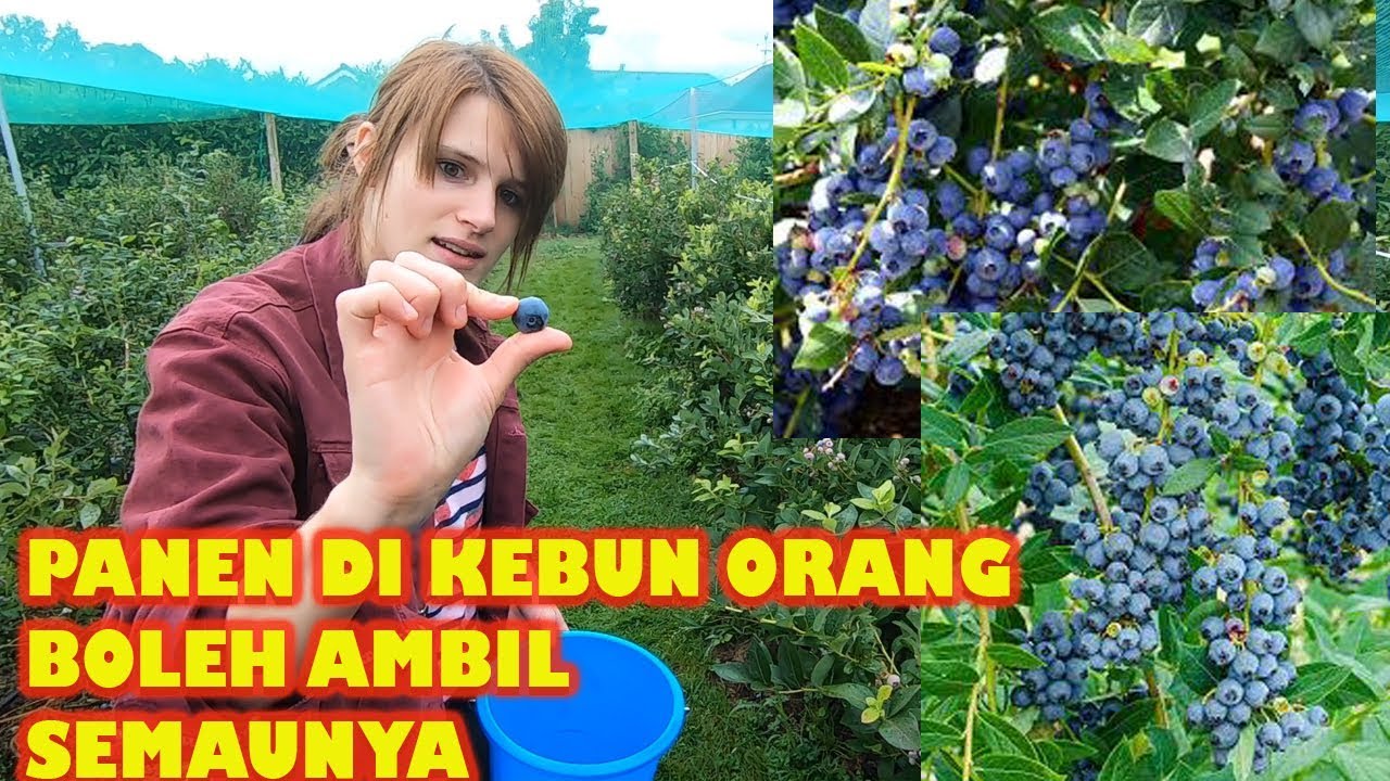 Detail Pohon Blueberry Di Indonesia Nomer 43