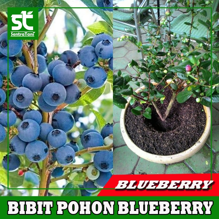 Detail Pohon Blueberry Di Indonesia Nomer 6