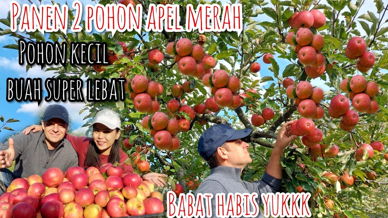 Detail Pohon Buah Apel Nomer 8