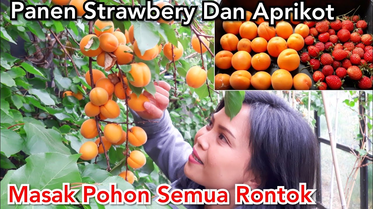 Detail Pohon Buah Aprikot Nomer 24